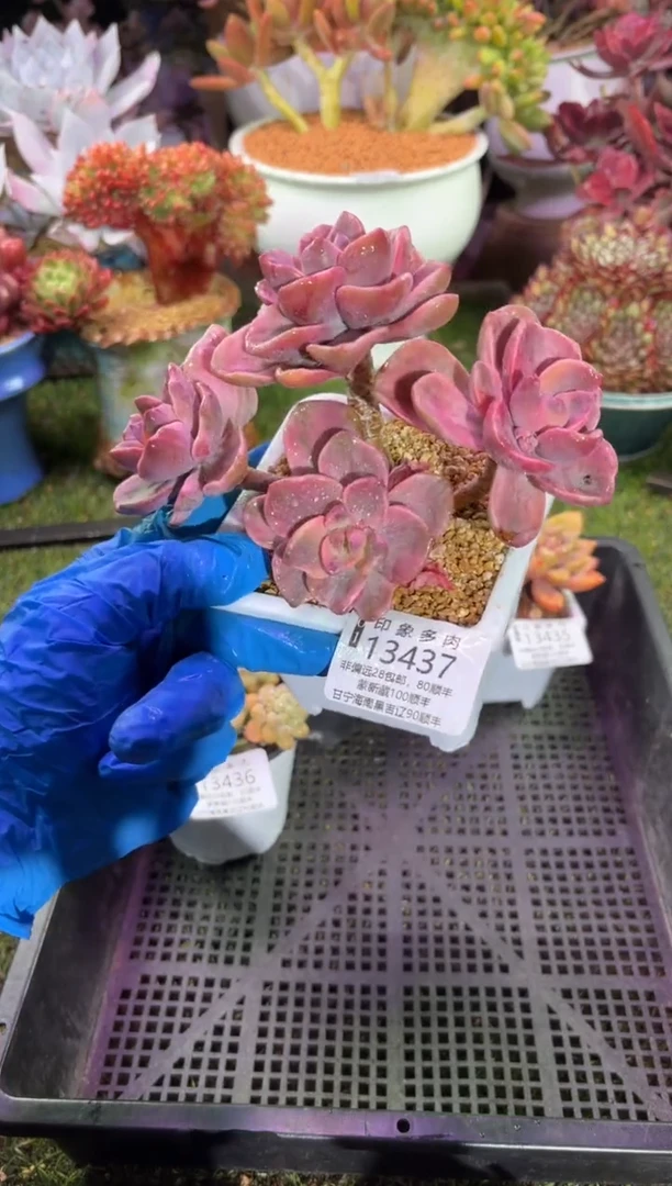 【闪购商品】13437