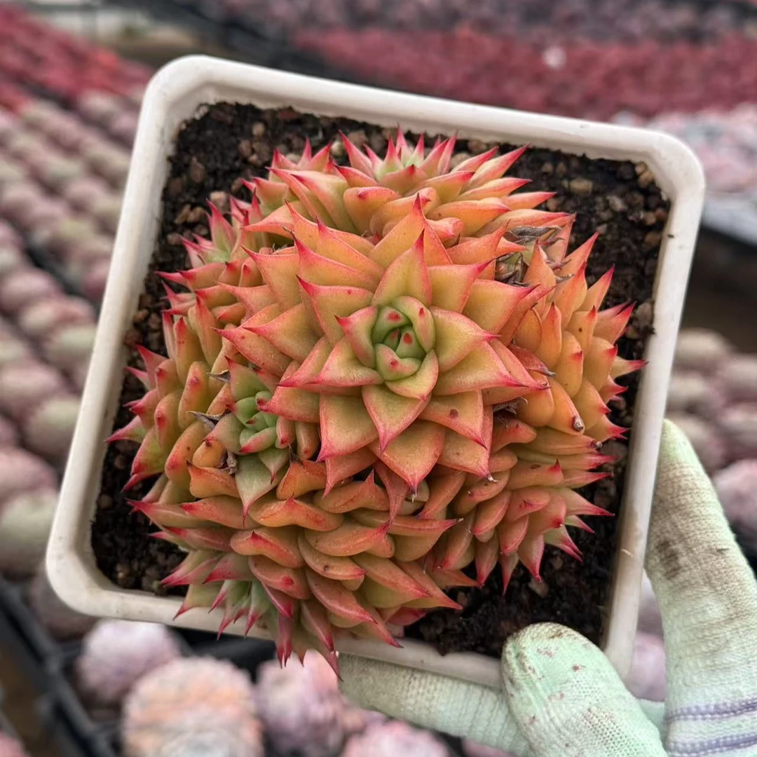 10#短叶赤星多肉植物   前男友精品多肉