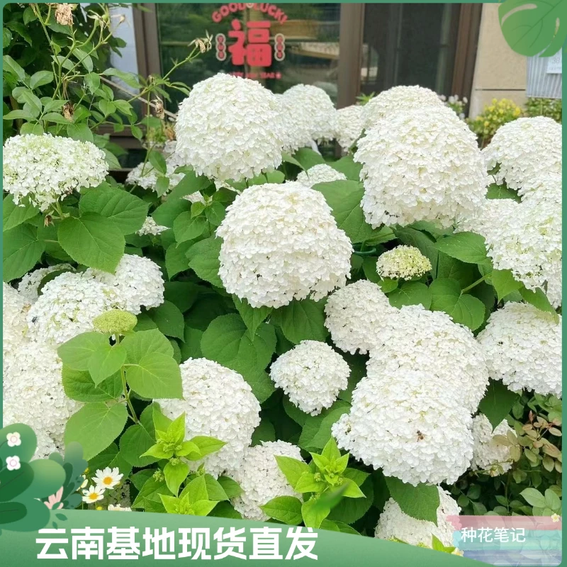 【贝拉安娜白绣球】 木绣球花盆栽室内外四季开花带花带盆基地直发