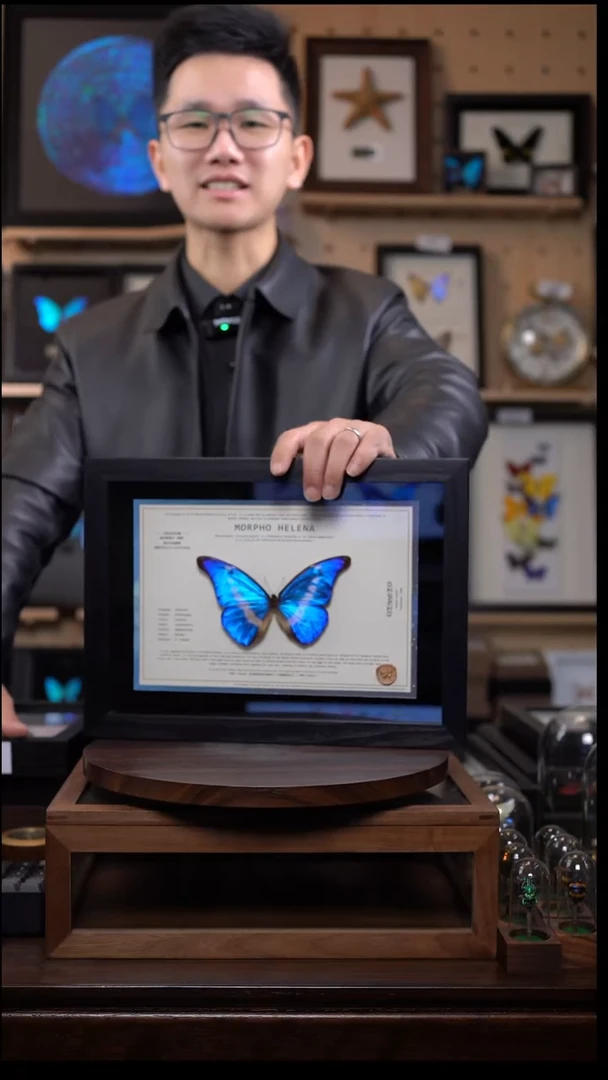 蝴蝶标本摆件竞拍光明女神闪蝶l209