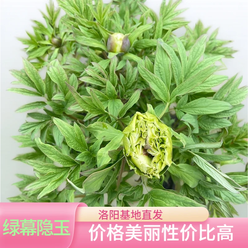 【绿幕隐玉】洛阳基地直发原盆原土