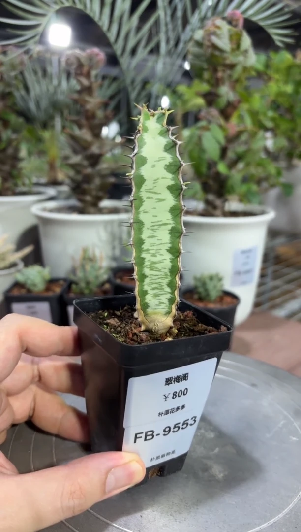 翠梅阁大戟FB-9553