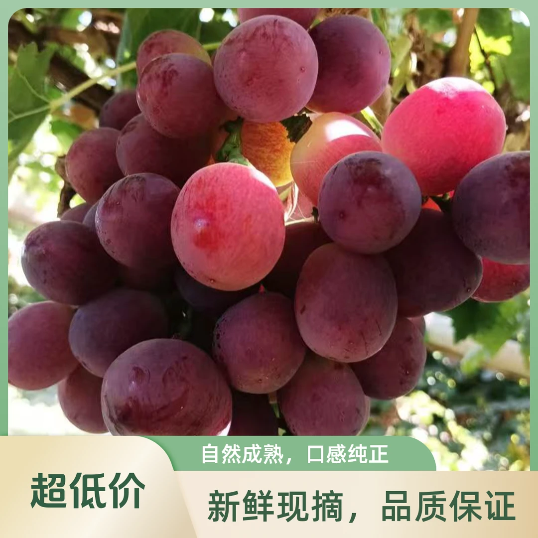 红提葡萄一箱（4斤左右）
