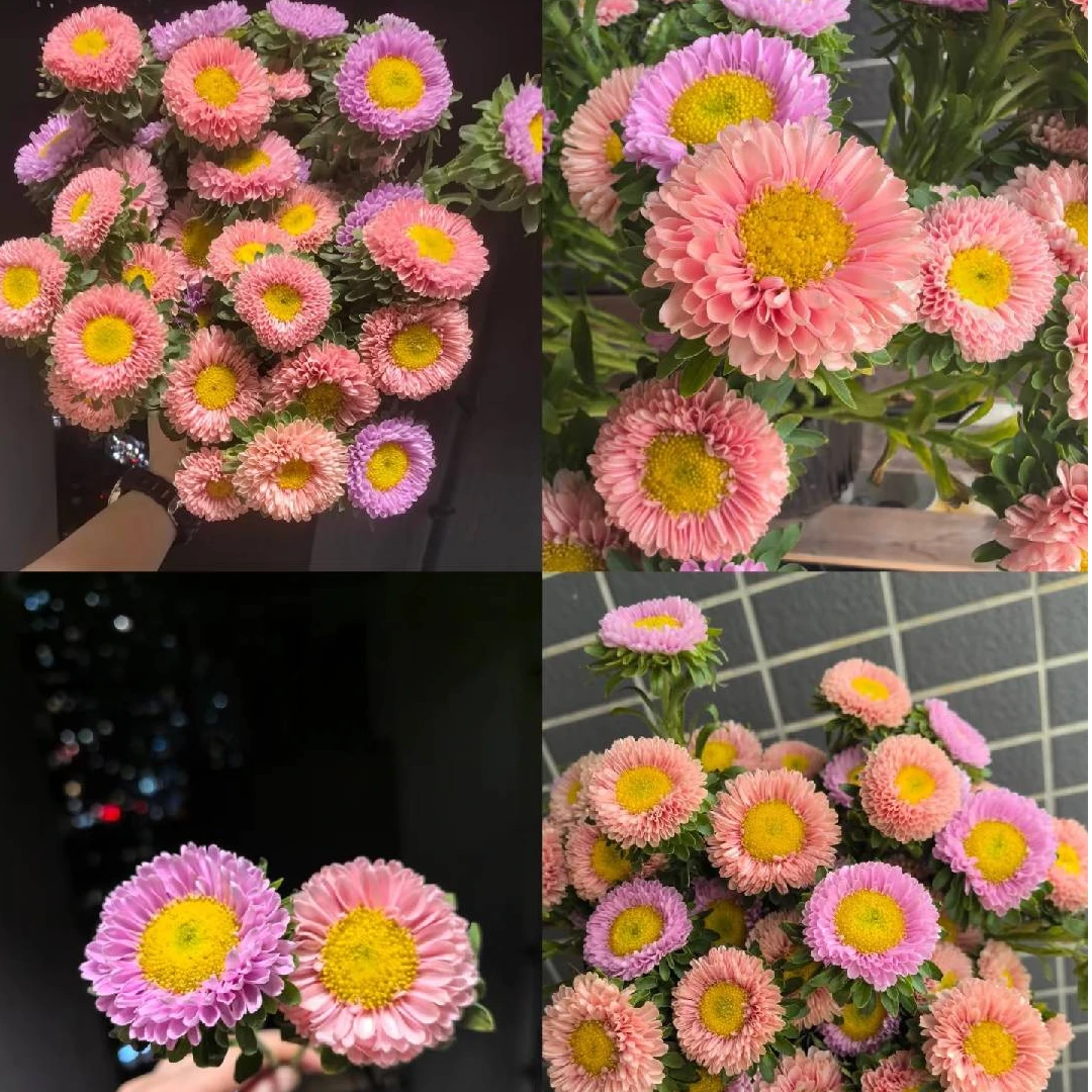 【盼盼鲜花】不选色翠菊 灵动一单陆运/两单升级冷链 云南鲜花基地
