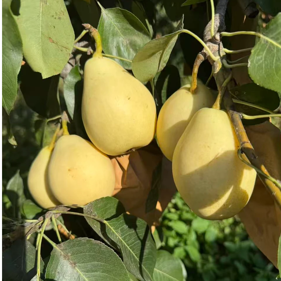 正宗马谷田香蕉梨大山梨硬吃脆甜放软后面香甜