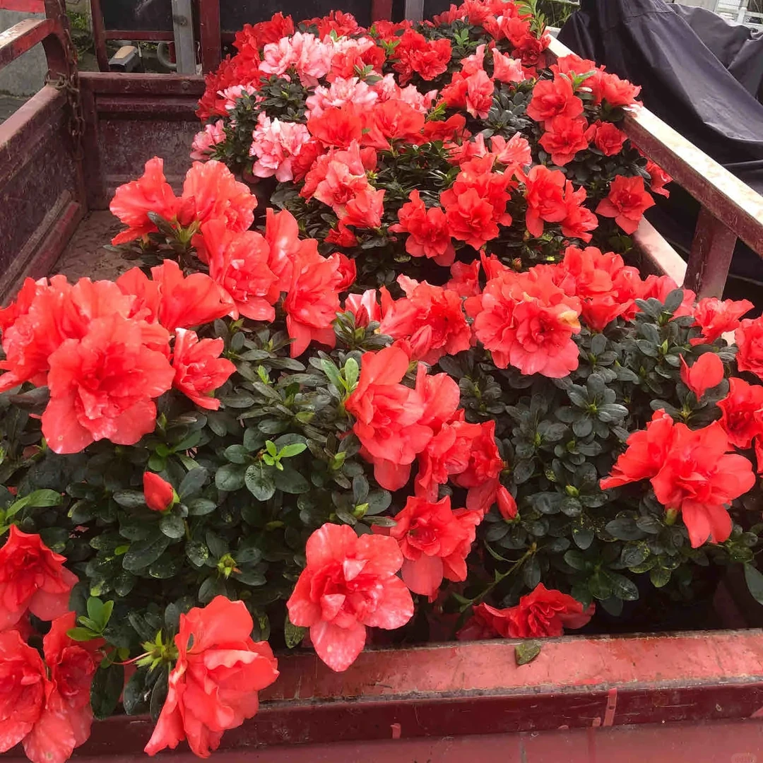 【独杆·魔幻舞姬】超爆花杜鹃花 胭脂红 带花苞庭院阳台盆栽地栽