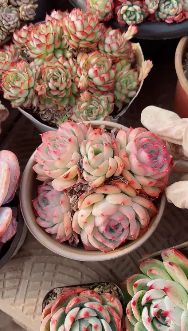 【闪购商品】10192