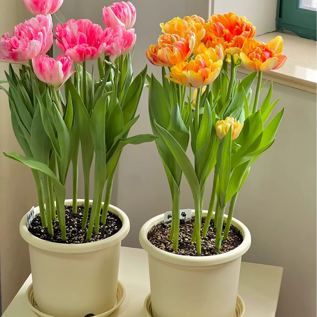 荷兰进口大球郁金香水培种球花种子春秋冬室内外开花土培阳台盆栽
