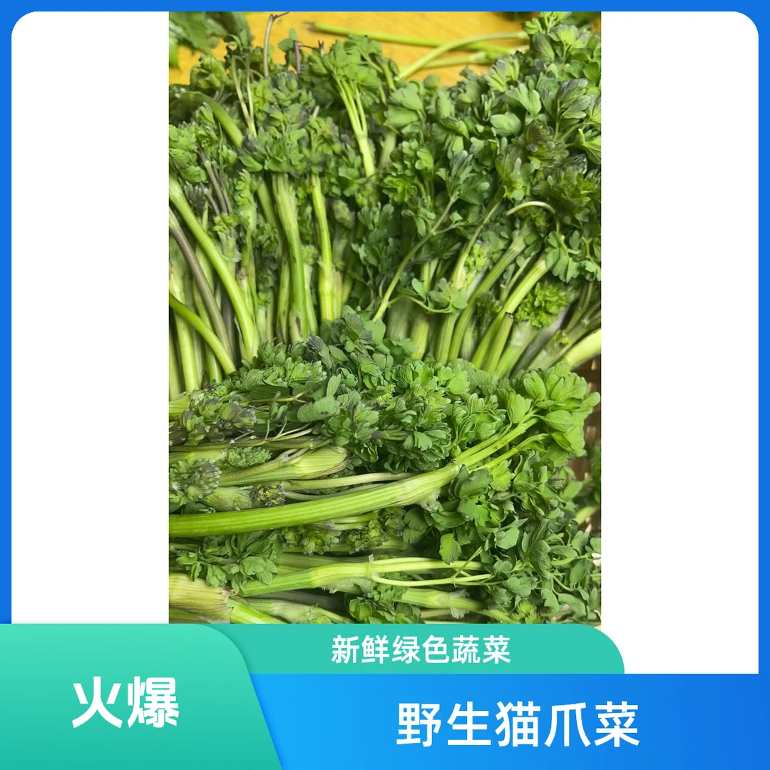 东北野生猫爪菜2斤 顺丰包邮