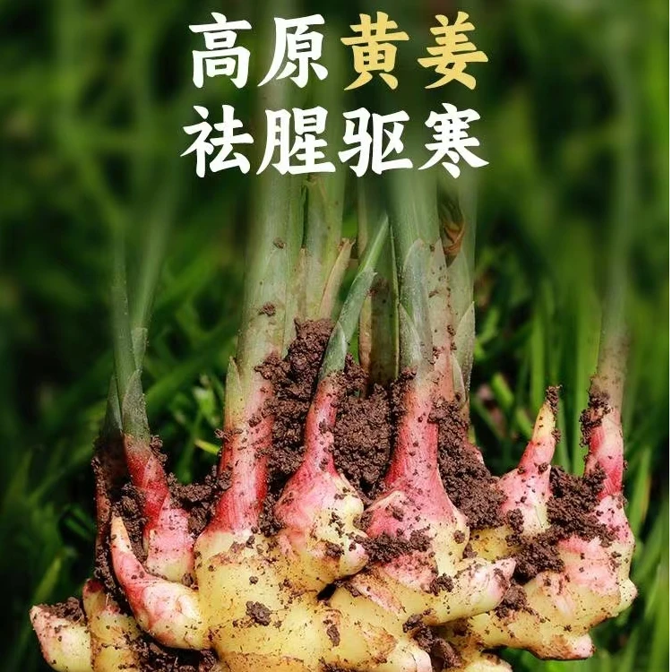 高原小黄姜，精品云南文山高山小黄姜更加香辣，暖心更暖胃！
