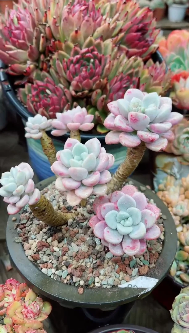 【闪购商品】12035