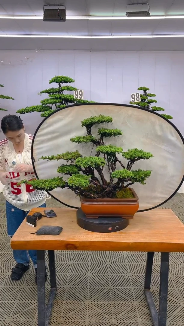 无花朵济州真柏盆景..