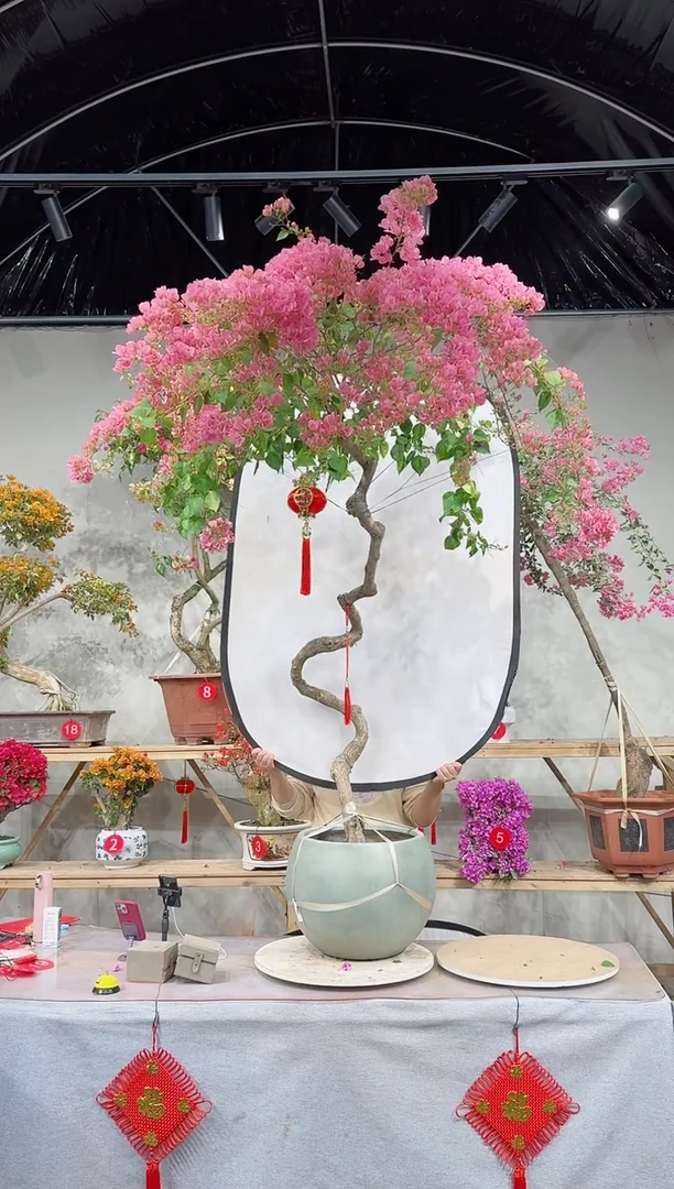 【闪购商品】盆景暗斑丽人