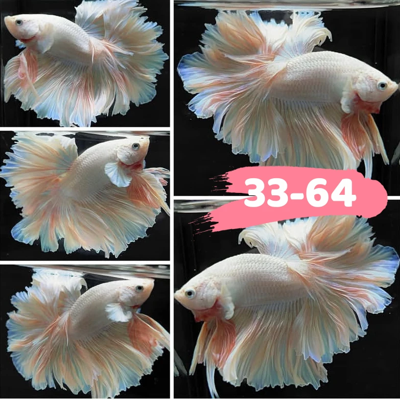 【33-64】直播挑选泰国斗鱼网红婚纱鱼半月斗鱼宠物热带观赏鱼包邮