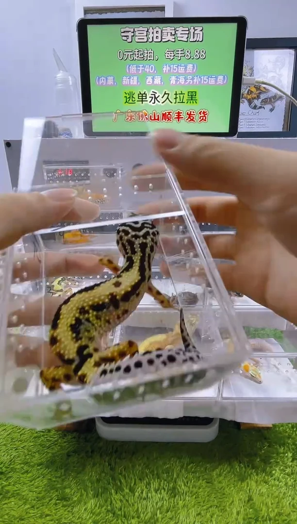 豹纹守宫可爱豹纹肥尾瘤尾捷角守宫