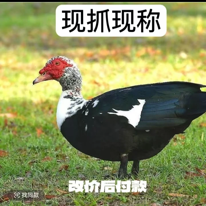 【农村散养】正番鸭肉质鲜红炖汤佳品有4-10斤现抓现称