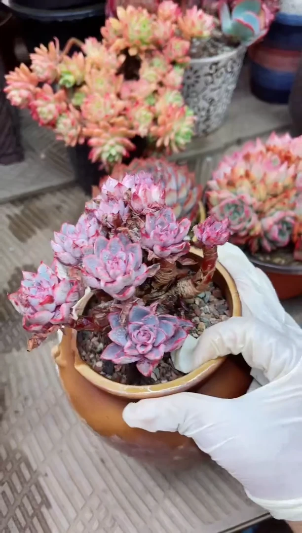 【闪购商品】20026