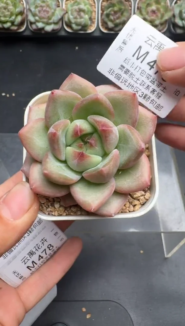 473M当天拍3颗包柚 带盆土纸巾打包 云禹花卉 珍妮多肉植物