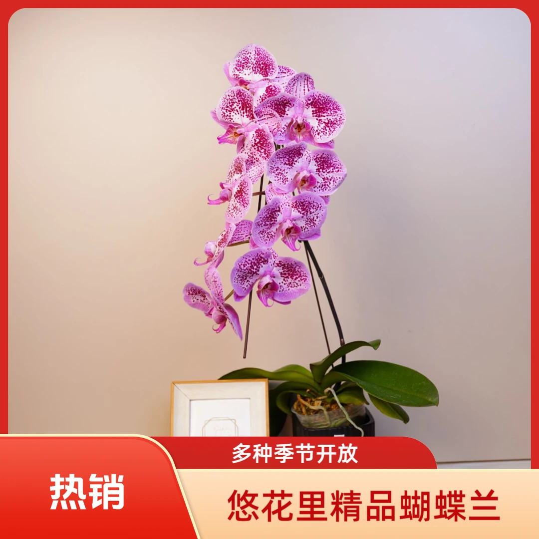 悠花里蝴蝶兰【奶糖】3.5寸全花开花珠发货