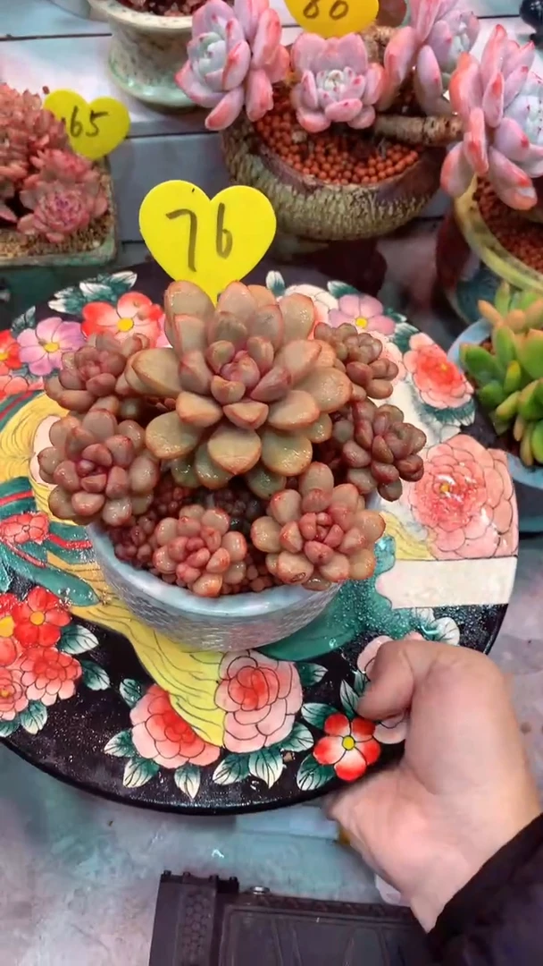 76 模特区  葡萄