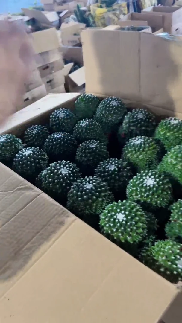 雪糕 带崽 【带根】