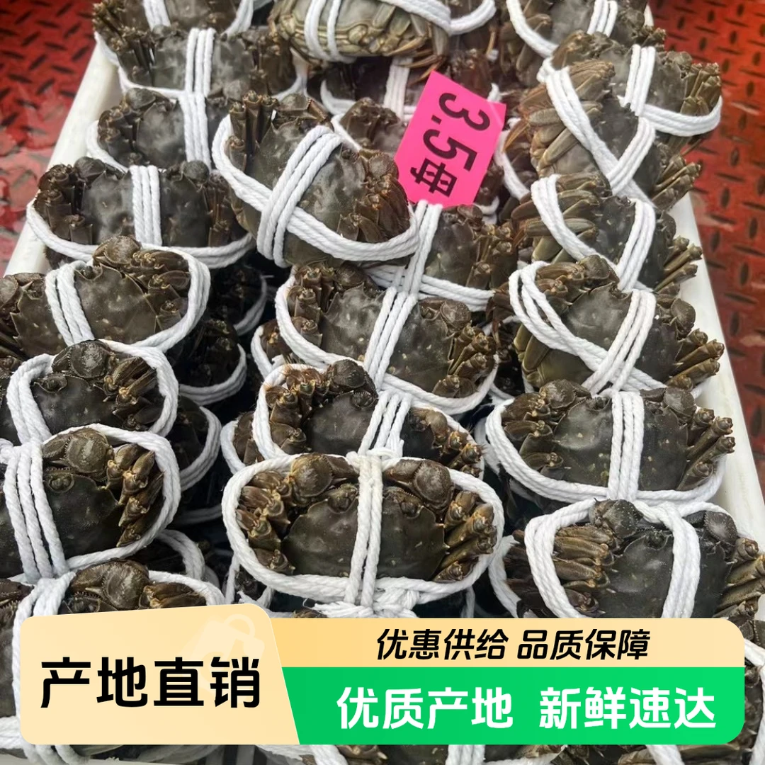 【3.5两活蟹】一口鲜江苏太湖大闸蟹全母蟹    4/8/12只    只发川渝