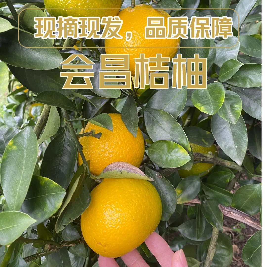 正宗江西省赣州市会昌桔柚当季新鲜水果甜产地现摘现发5斤试吃装