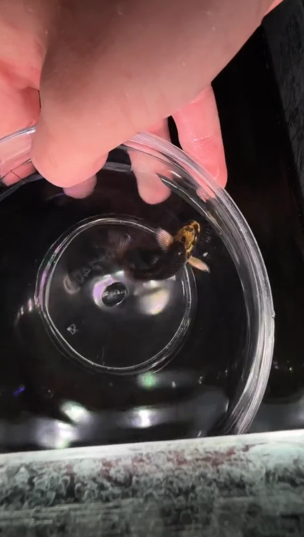 蝴蝶鲤鱼侨*熊猫蝴蝶鲤