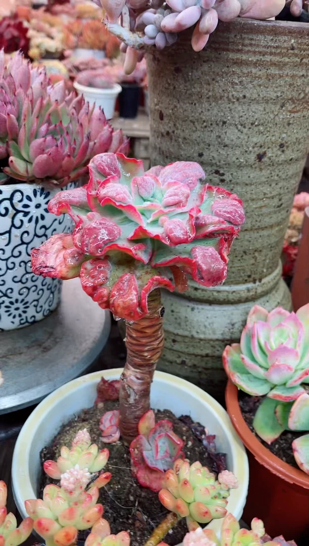 【闪购商品】05036