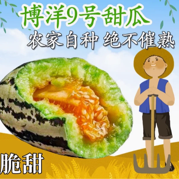【顺丰包邮次日达】山东博洋9号甜瓜季新鲜时令水果羊角甜瓜3斤整箱现摘脆甜