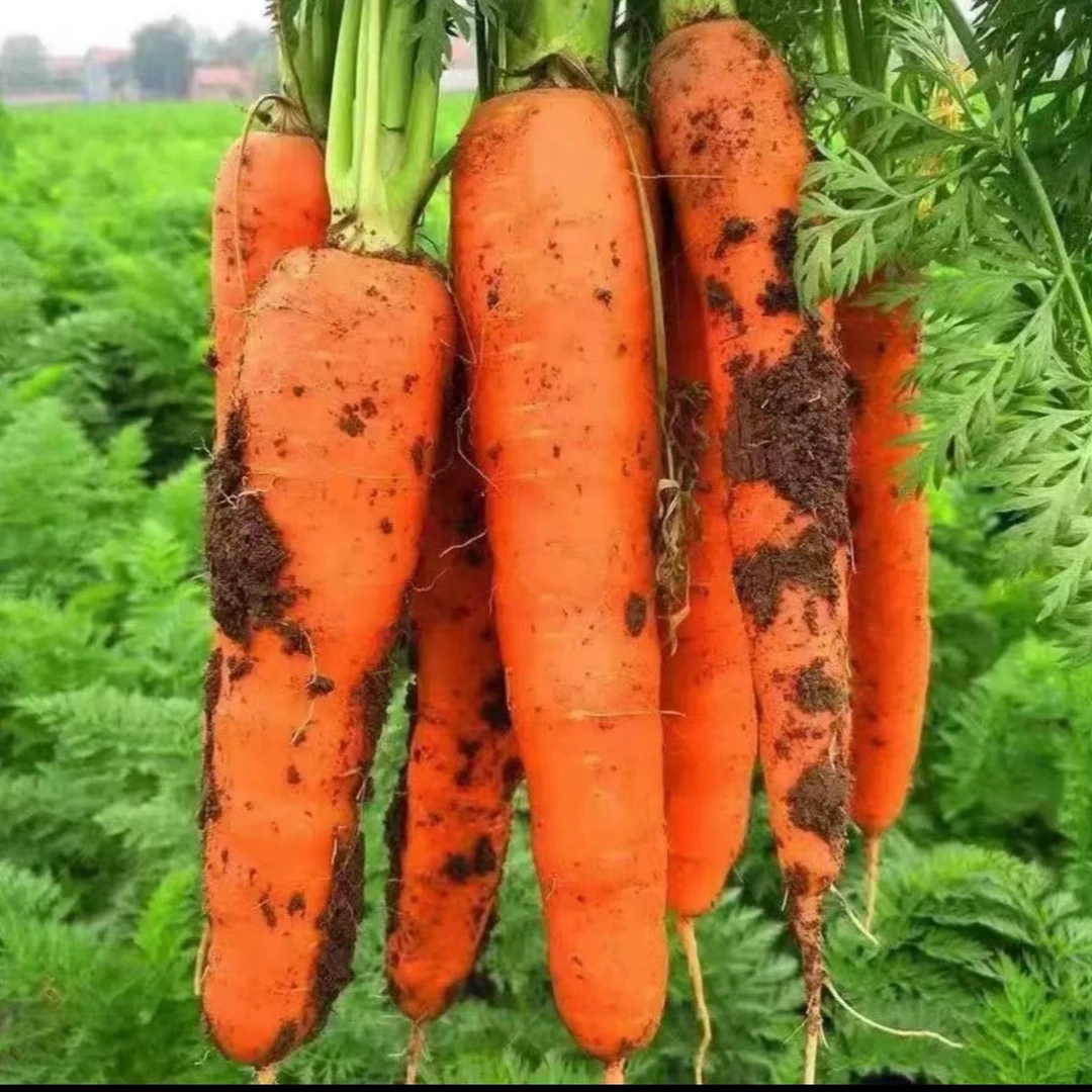 【黑田五寸红胡萝卜种子】甜脆胡萝卜四季种植阳台小院