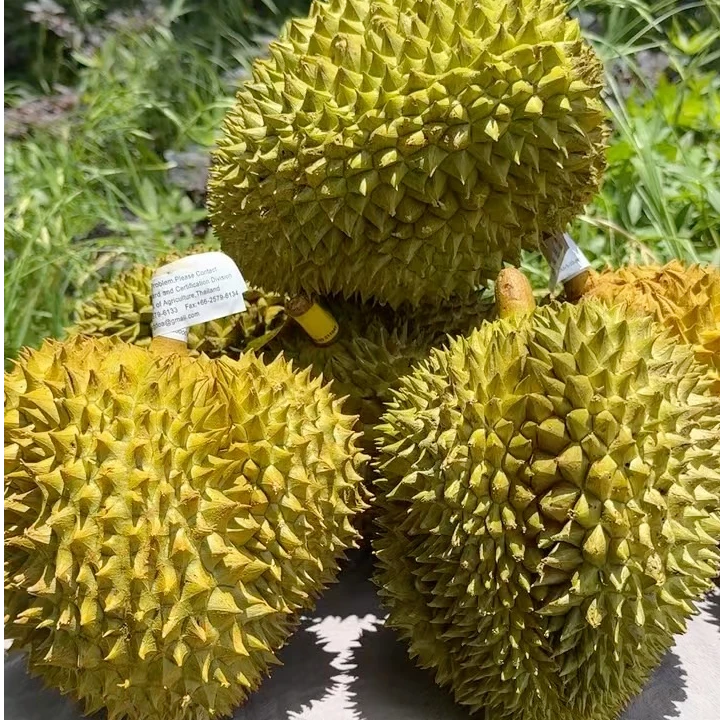 泰国树熟金枕鲜榴莲 5A级果 核小 （一果一重）榴莲同城送榴莲同城送榴莲同城送榴莲同城送金枕泰国