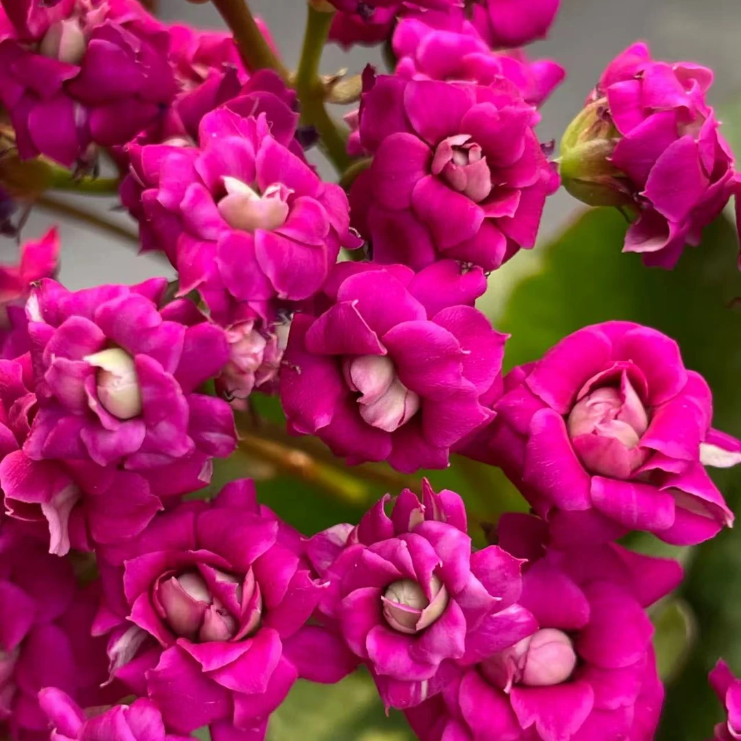 【古典玫瑰】长寿花盆栽带花苞四季花易养活阳台窗台办公室花卉