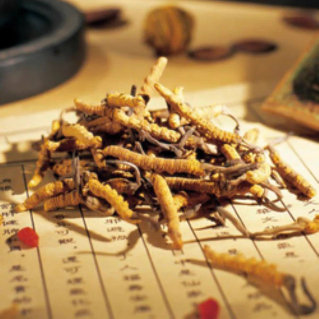 虫 草粉礼盒装 可搭配西洋参冲水