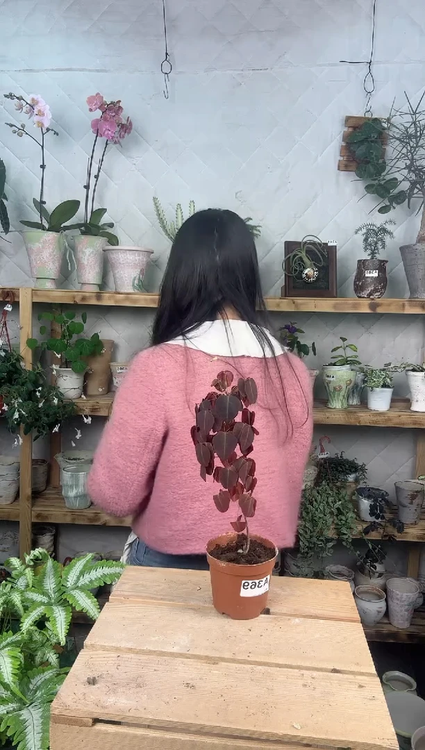 无花朵369火蕨育苗盆