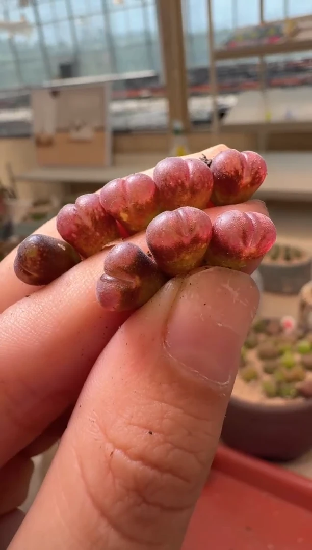 14-49多肉植物肉锥