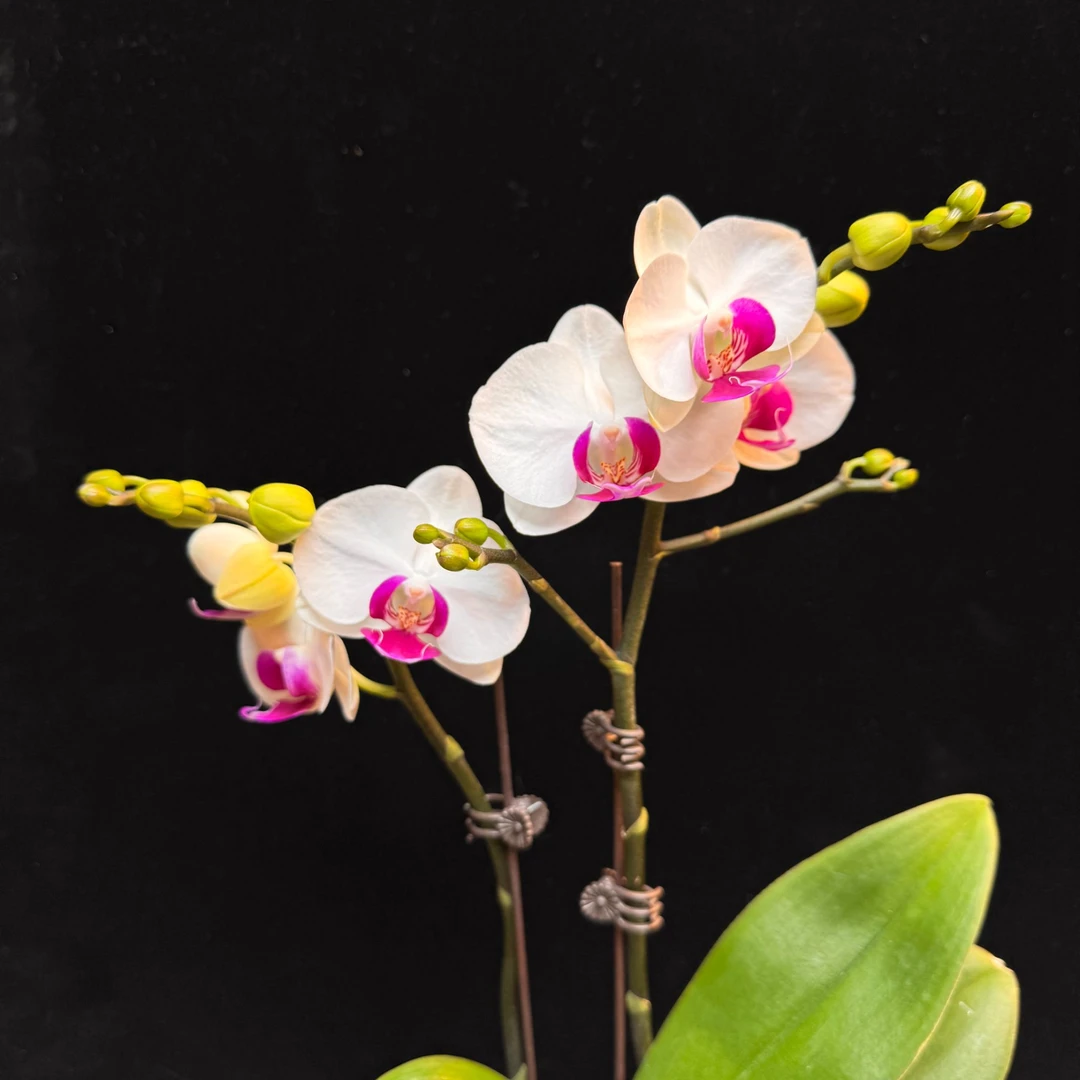 A+【雪玉】双花剑带花带花苞室内送礼懒人小白蝴蝶兰电