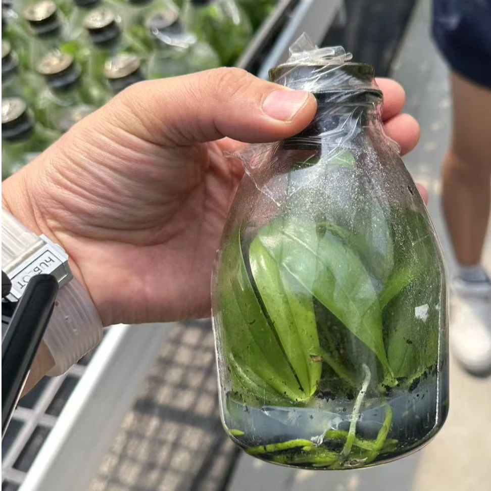 强哥推荐瓶苗    鲜花绿植