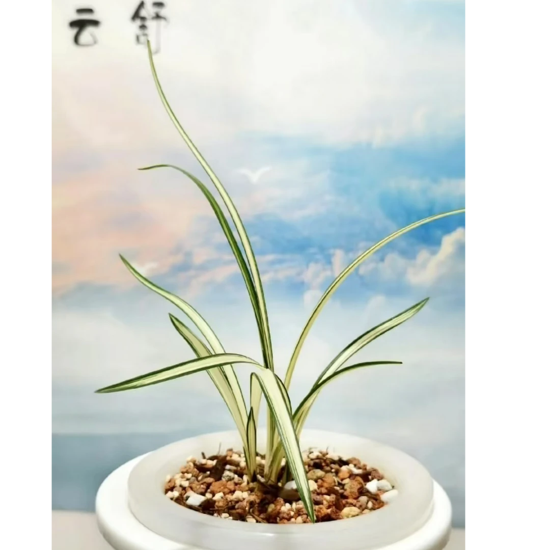 绿植园艺春剑，天娇