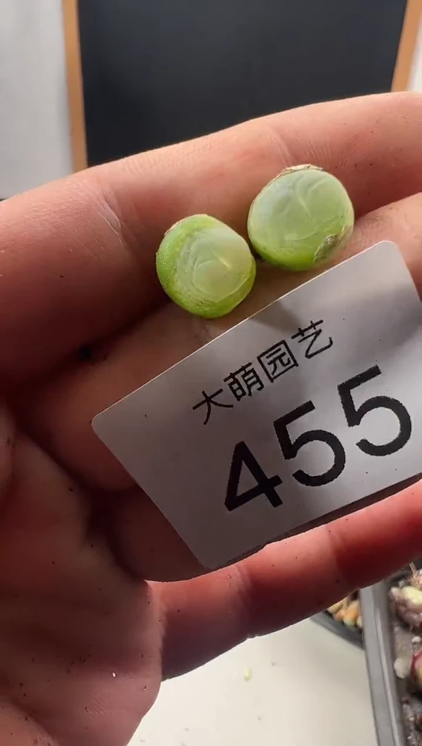 一物一拍                455