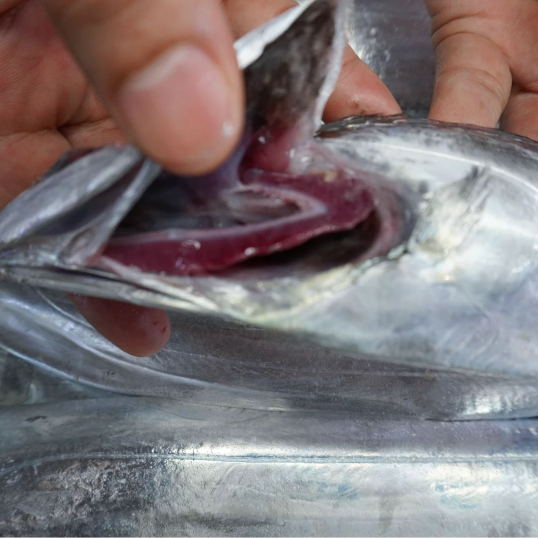 正宗舟山鲜带鱼 纯正油带 可蒸可煮 油脂四溢 透骨鲜10