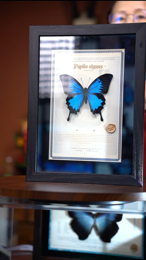 R101     天堂凤蝶     拍下不退不换