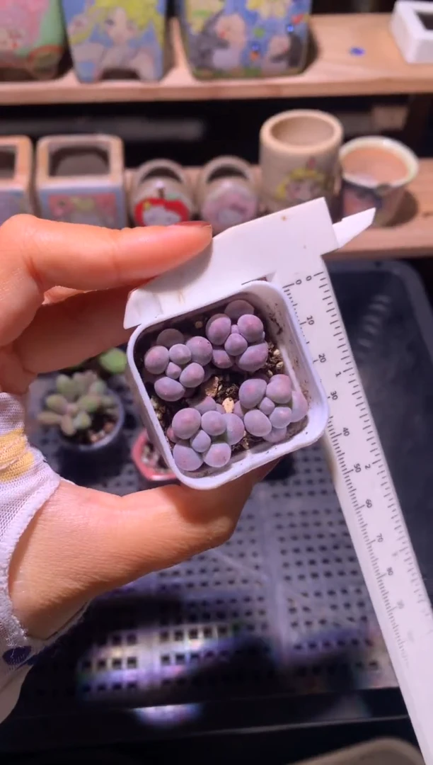 小奶包一盒4颗带盆发