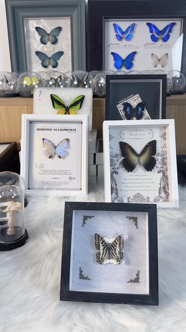 天然蝴蝶标本收藏