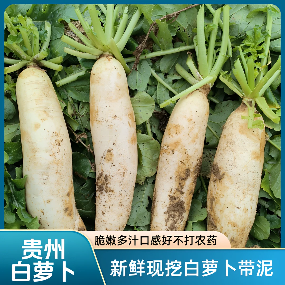 贵州大白萝卜【5斤】露天种植现拔现发农家自种煲汤榨菜新鲜包邮