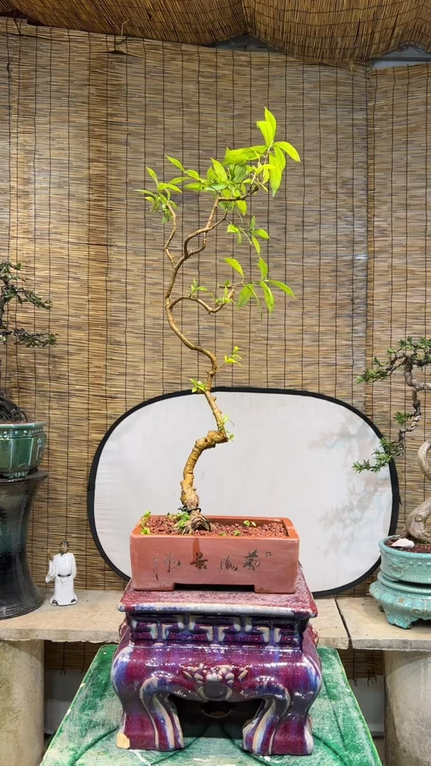 【闪购商品】盆景盆景