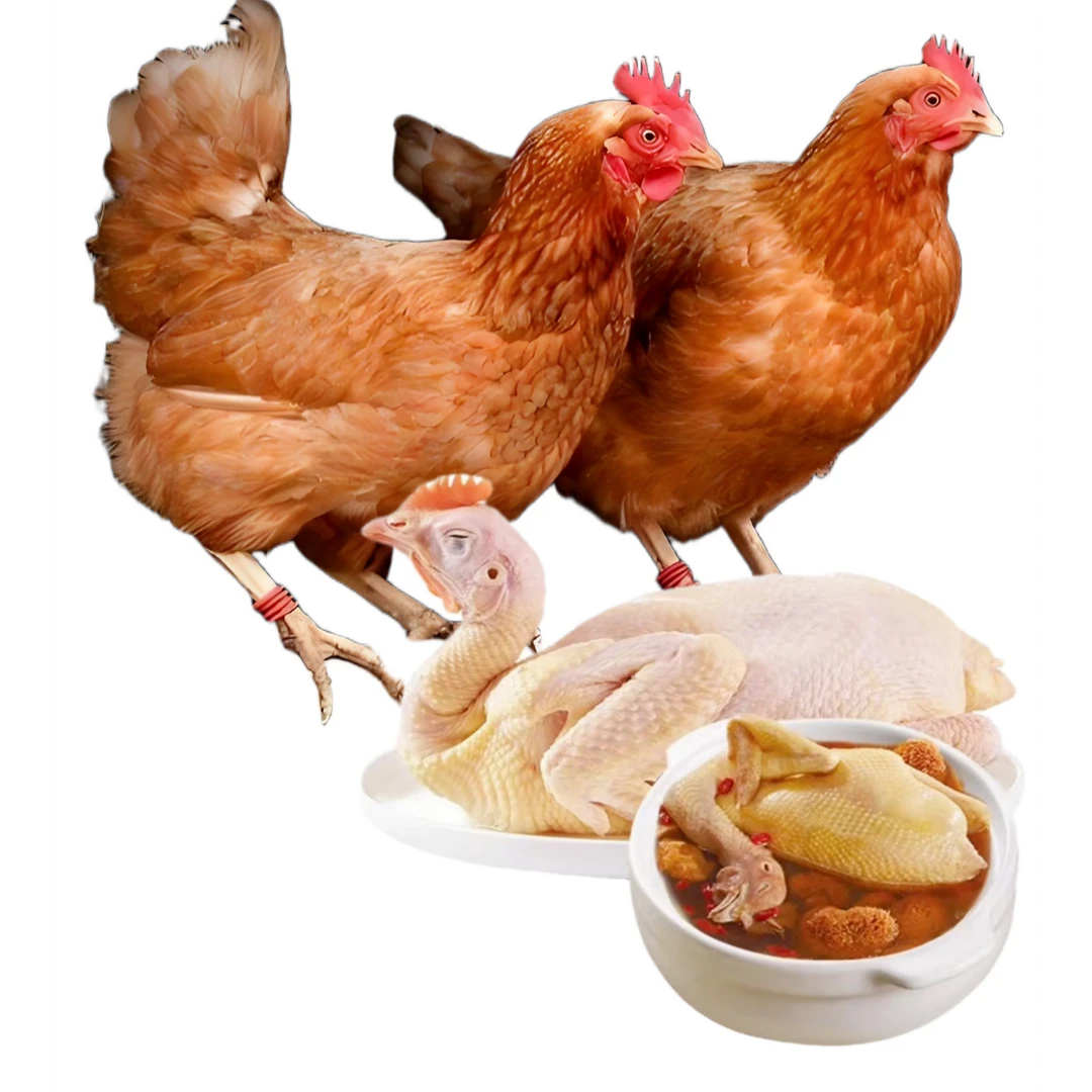 正宗海兰褐下蛋鸡走地鸡红壳蛋鸡一斤6两左右发货