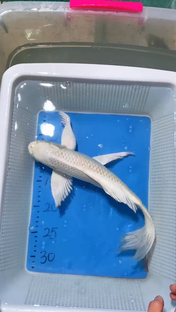 锦鲤锦鲤蝴蝶鲤鱼拍开箱视频包售后