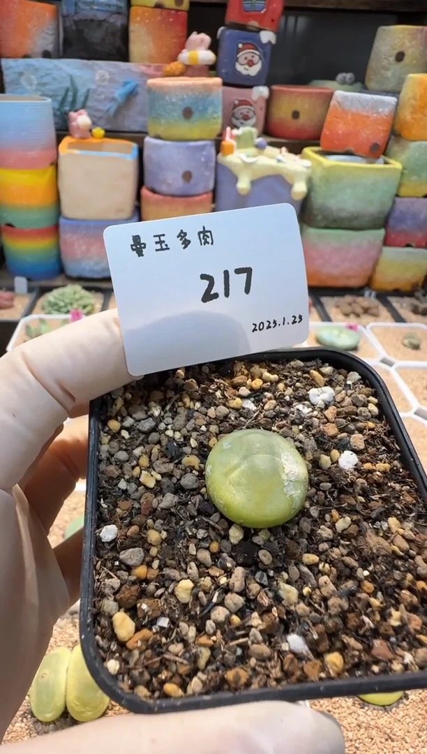 【闪购商品】25.1.25-217温暖