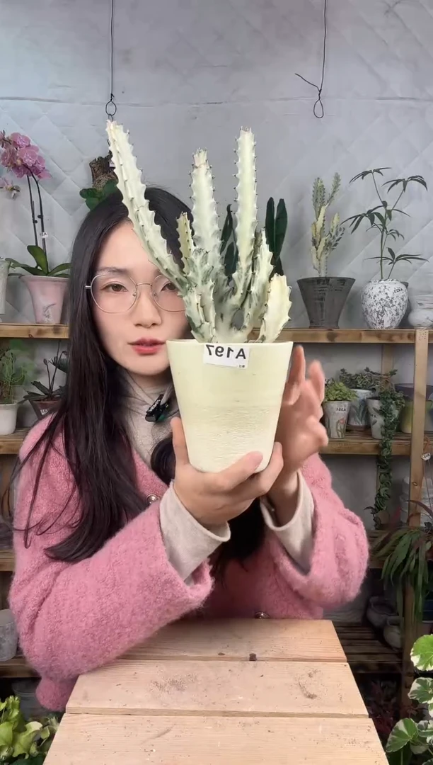 无花朵197白龙骨加盆一套